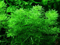 Снимка на Limnophila sessiliflora (Vahl, Blume 1825)